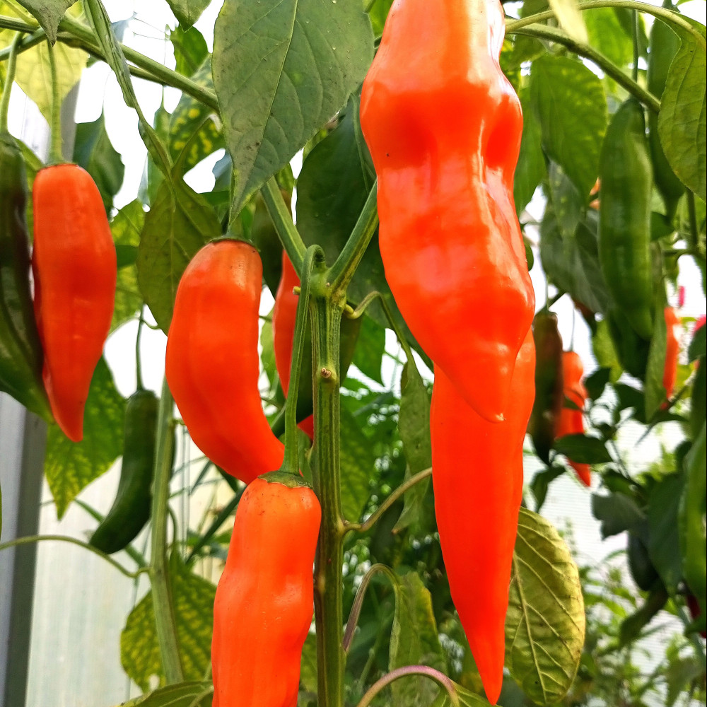 Семена острого перца Aji Amarillo Paste-2