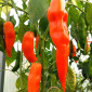 Семена острого перца Aji Amarillo Paste