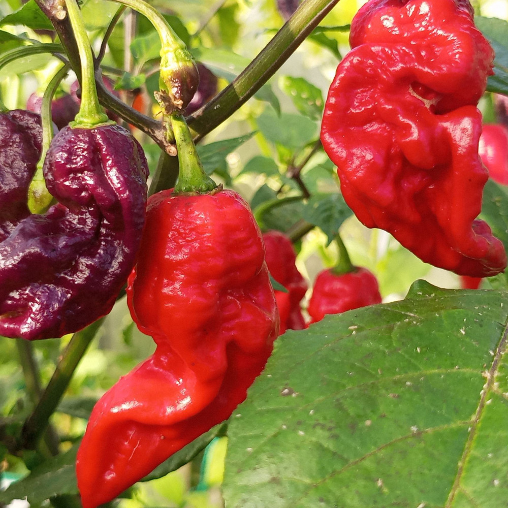 Семена острого перца Thunderstorm Scorpion-1