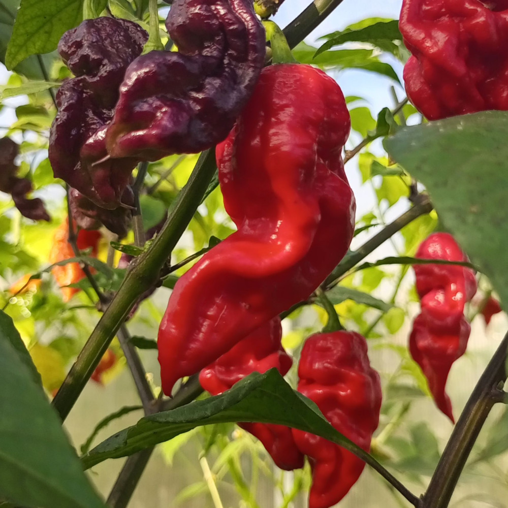 Семена острого перца Thunderstorm Scorpion-2