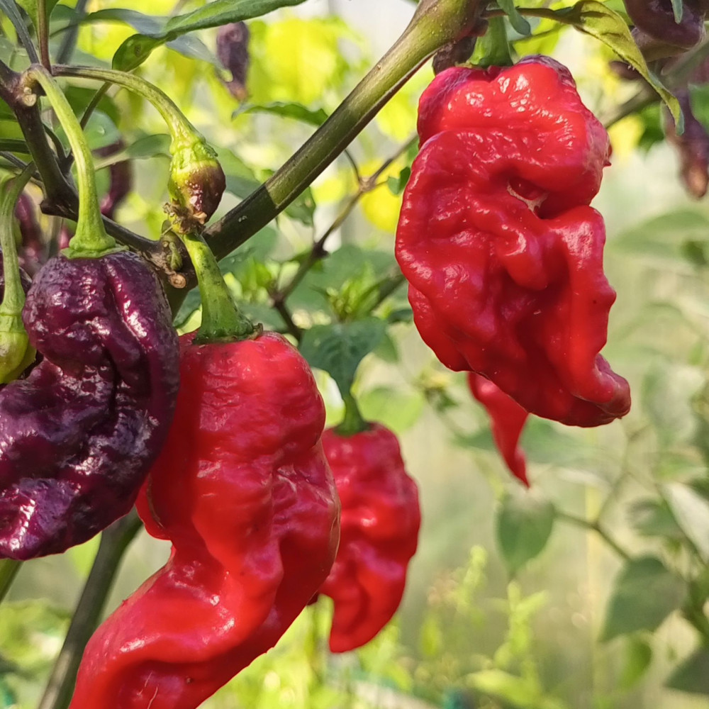 Семена острого перца Thunderstorm Scorpion-3