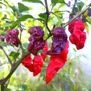 Thunderstorm Scorpion