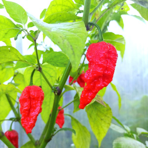 Bhut Jolokia Red