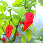 Семена острого перца Bhut Jolokia Red