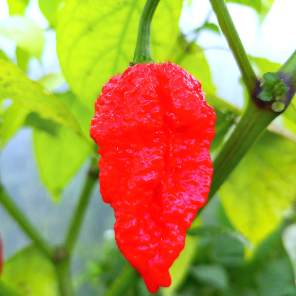 Семена острого перца Bhut Jolokia Red-3