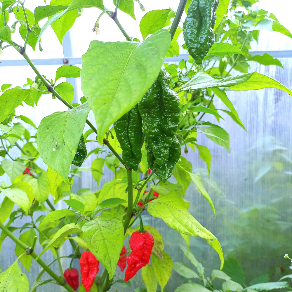 Семена острого перца Bhut Jolokia Red-2