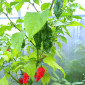 Семена острого перца Bhut Jolokia Red