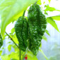 Семена острого перца Bhut Jolokia Red