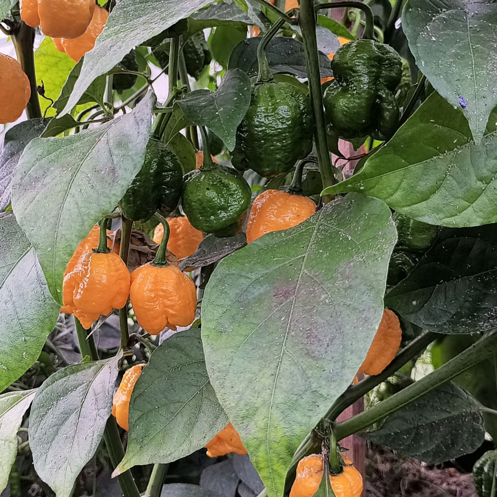 Trinidad Scorpion Buth T yellow-2