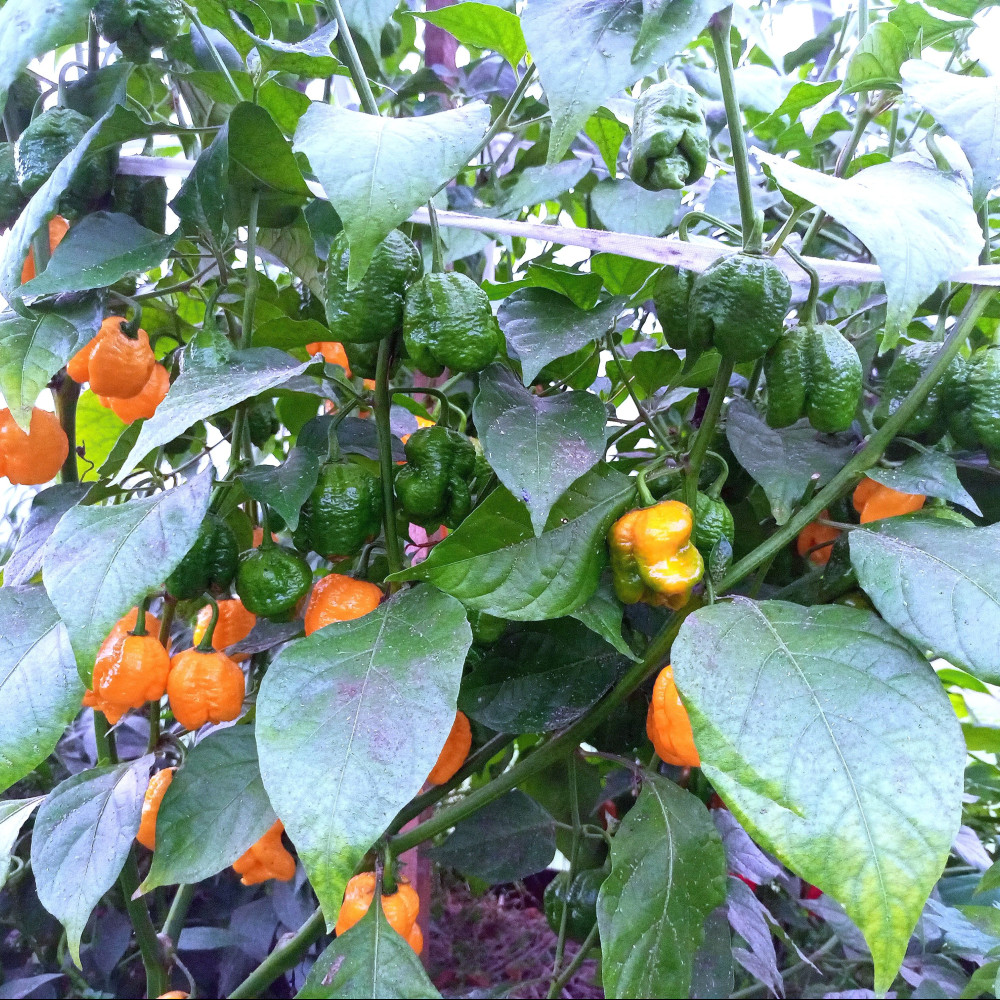 Trinidad Scorpion Buth T yellow-1