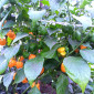 Trinidad Scorpion Buth T yellow