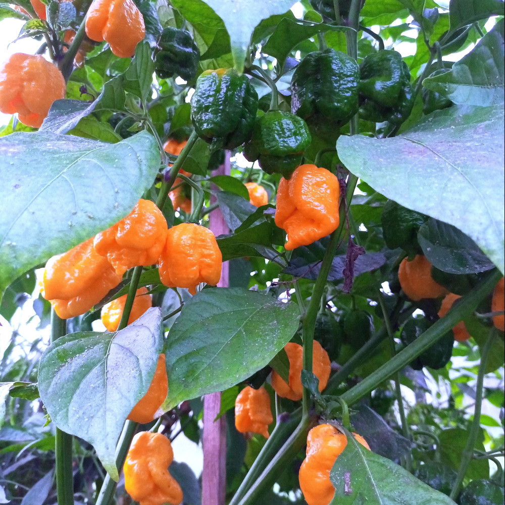 Trinidad Scorpion Buth T yellow-3