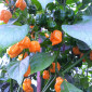 Trinidad Scorpion Buth T yellow