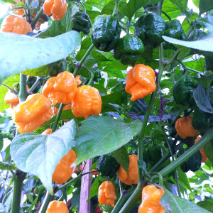 Trinidad Scorpion Buth T yellow