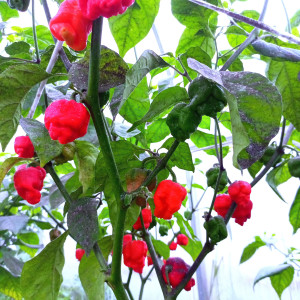 Dragon's breath moruga