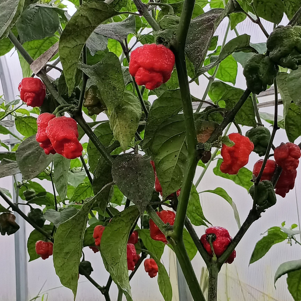 Семена острого перца Dragon's breath moruga-2