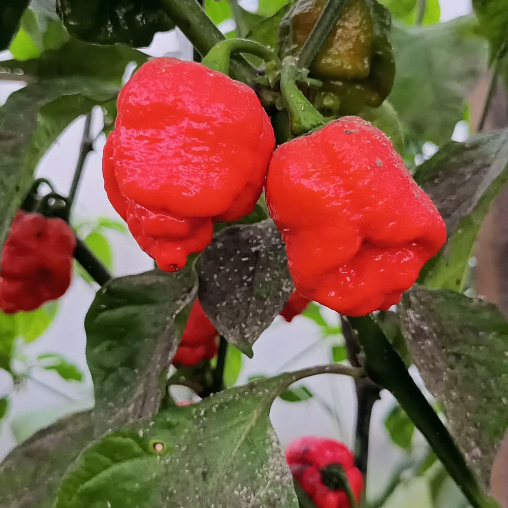 Семена острого перца Dragon's breath moruga-1