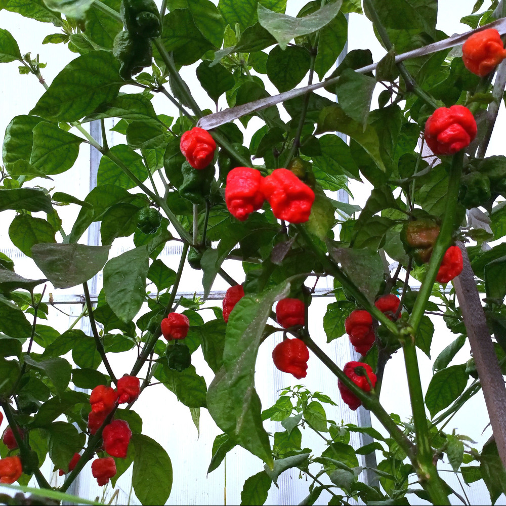 Семена острого перца Dragon's breath moruga-3