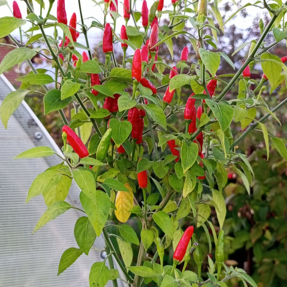 Семена острого перца Inca Lost-1