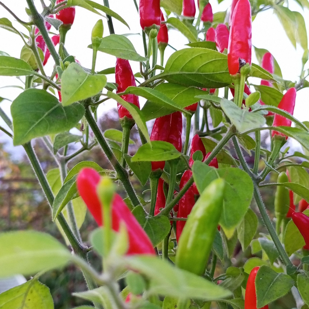 Семена острого перца Inca Lost-2