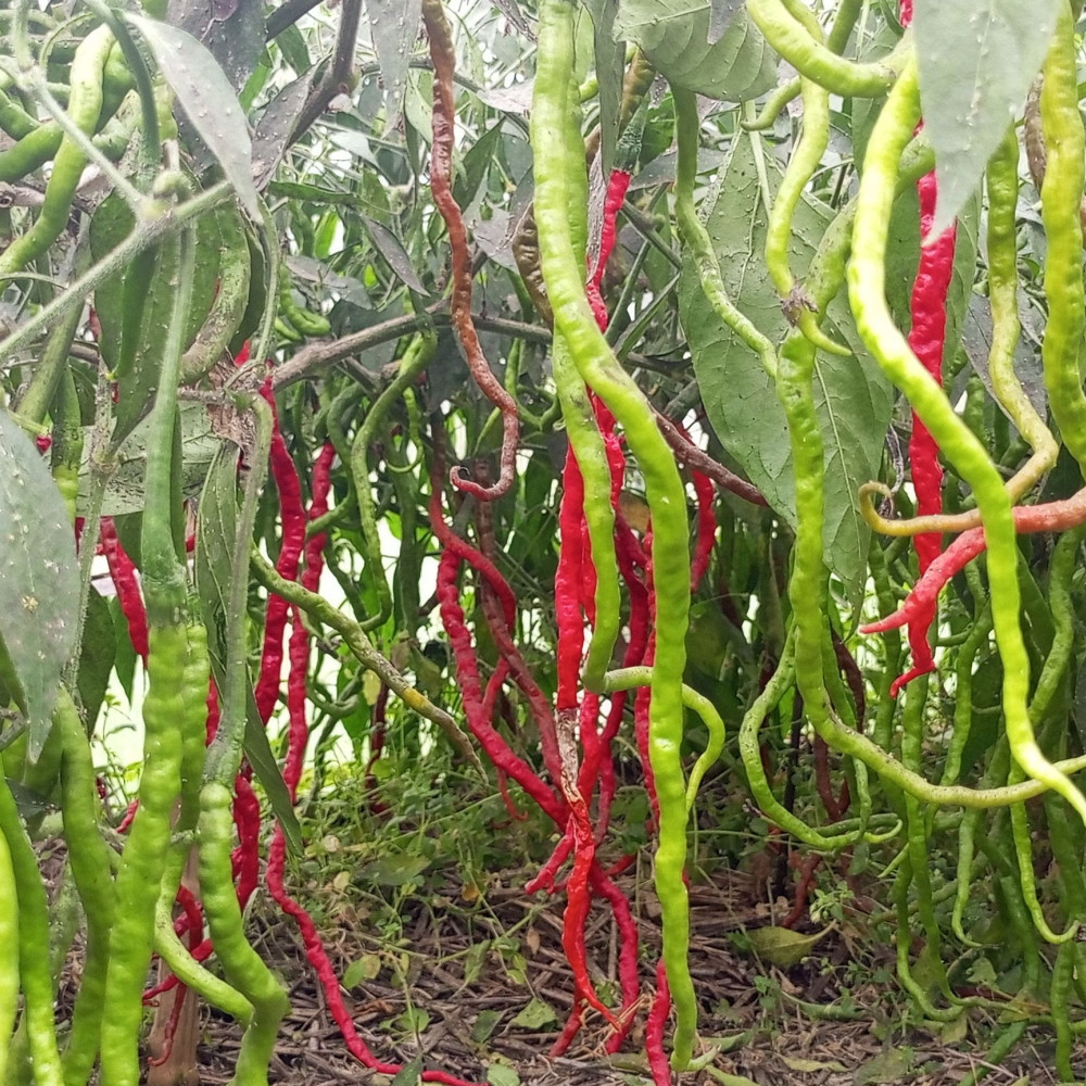 Семена острого перца Octopus red long-1