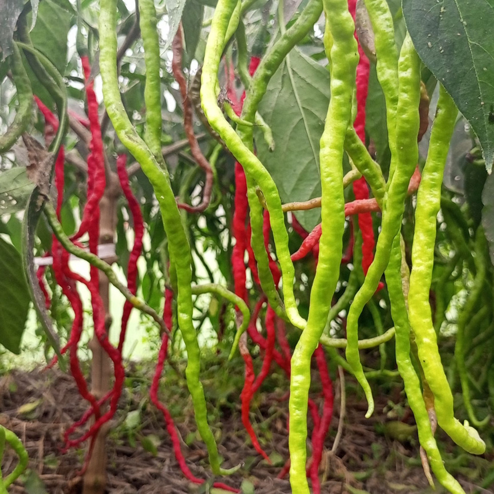 Семена острого перца Octopus red long