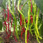 Семена острого перца Octopus red long