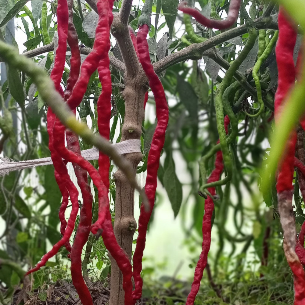 Семена острого перца Octopus red long-2