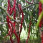 Семена острого перца Octopus red long