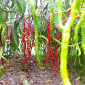 Семена острого перца Octopus red long