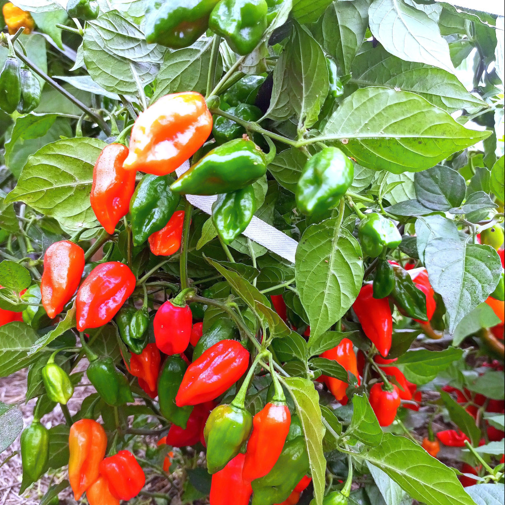 Семена острого перца Habanero May Red-1