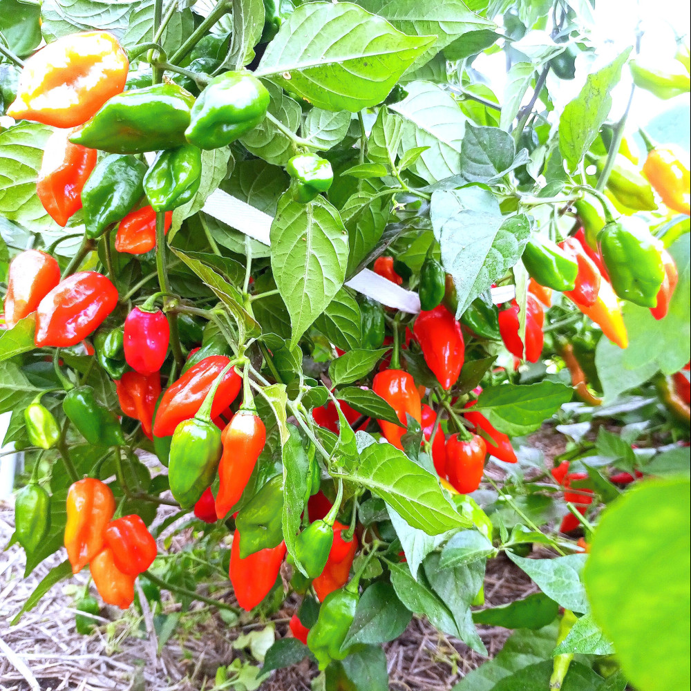Семена острого перца Habanero May Red-2