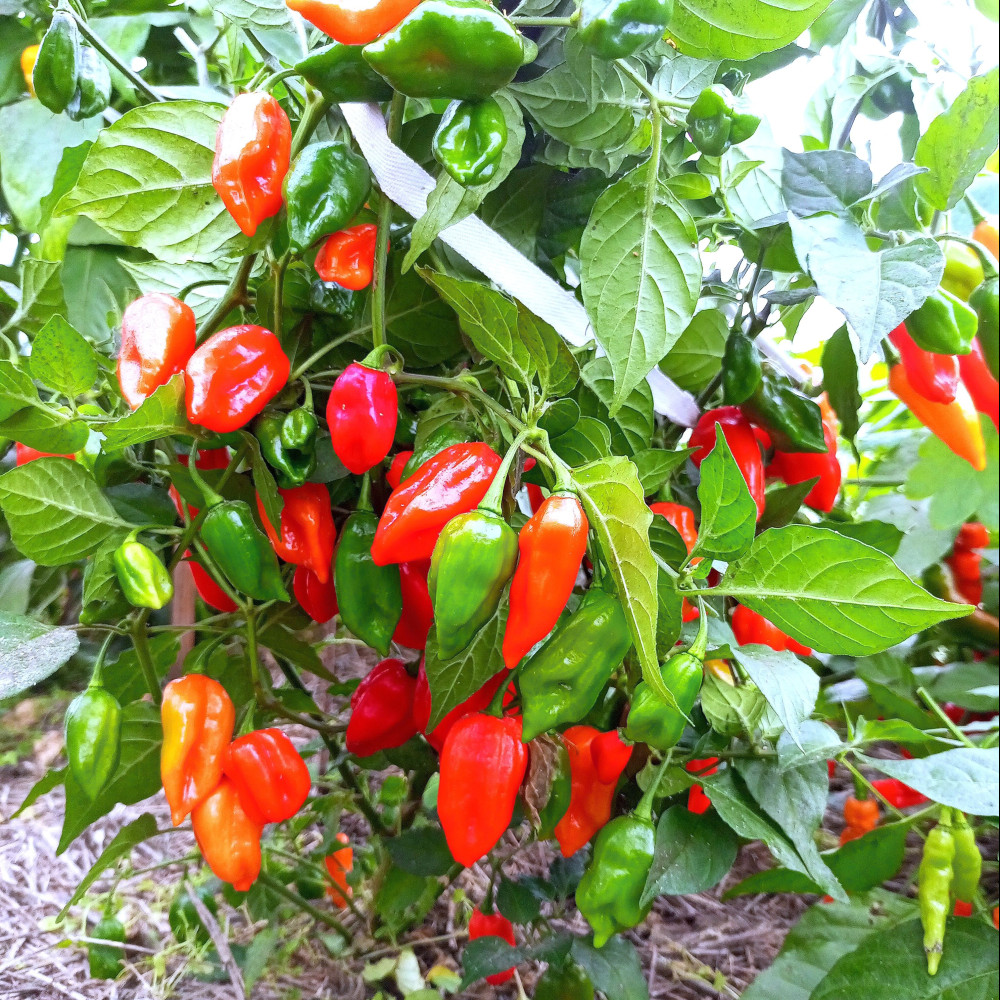 Семена острого перца Habanero May Red-3
