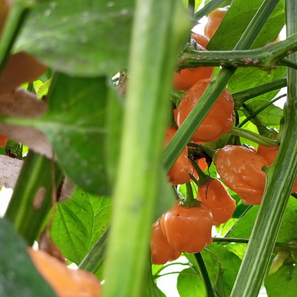 Семена острого перца Aji Mango orange-3