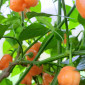 Семена острого перца Aji Mango orange