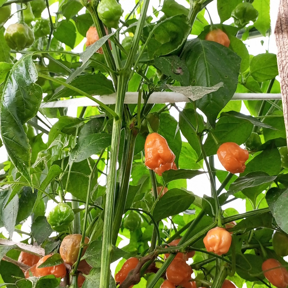 Семена острого перца Aji Mango orange-1