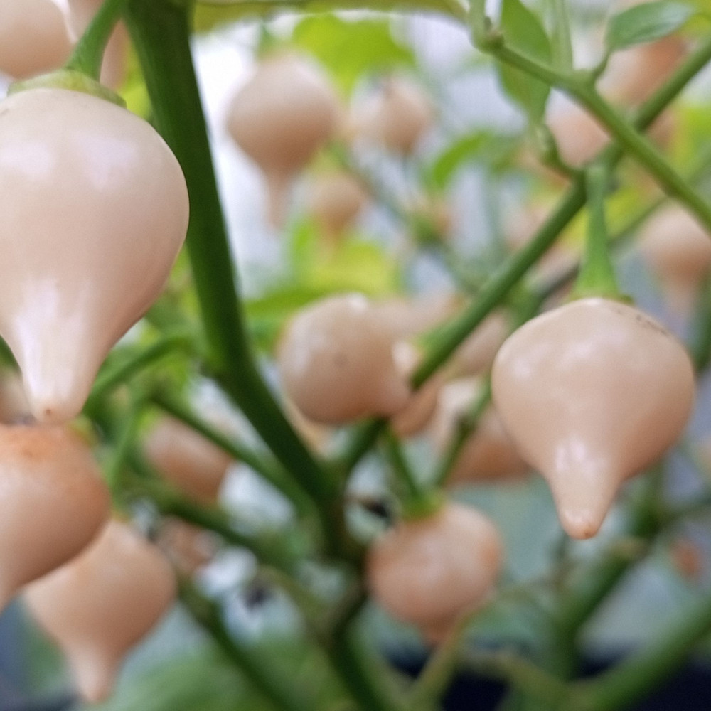 Семена острого перца Biquinho Salmon-2