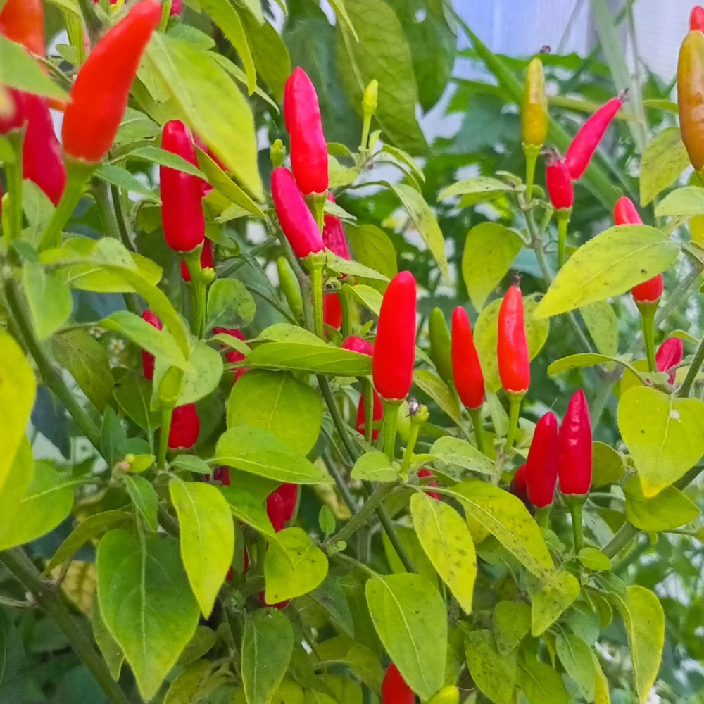 Семена острого перца Inca Lost-3