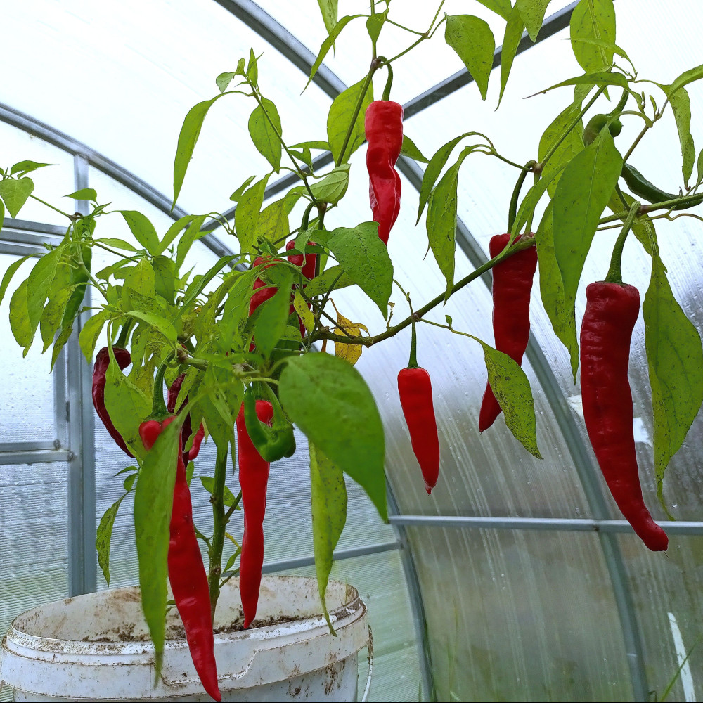 Семена острого перца Fushimi