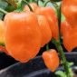 Семена острого перца Habanero Craig's Double Hot
