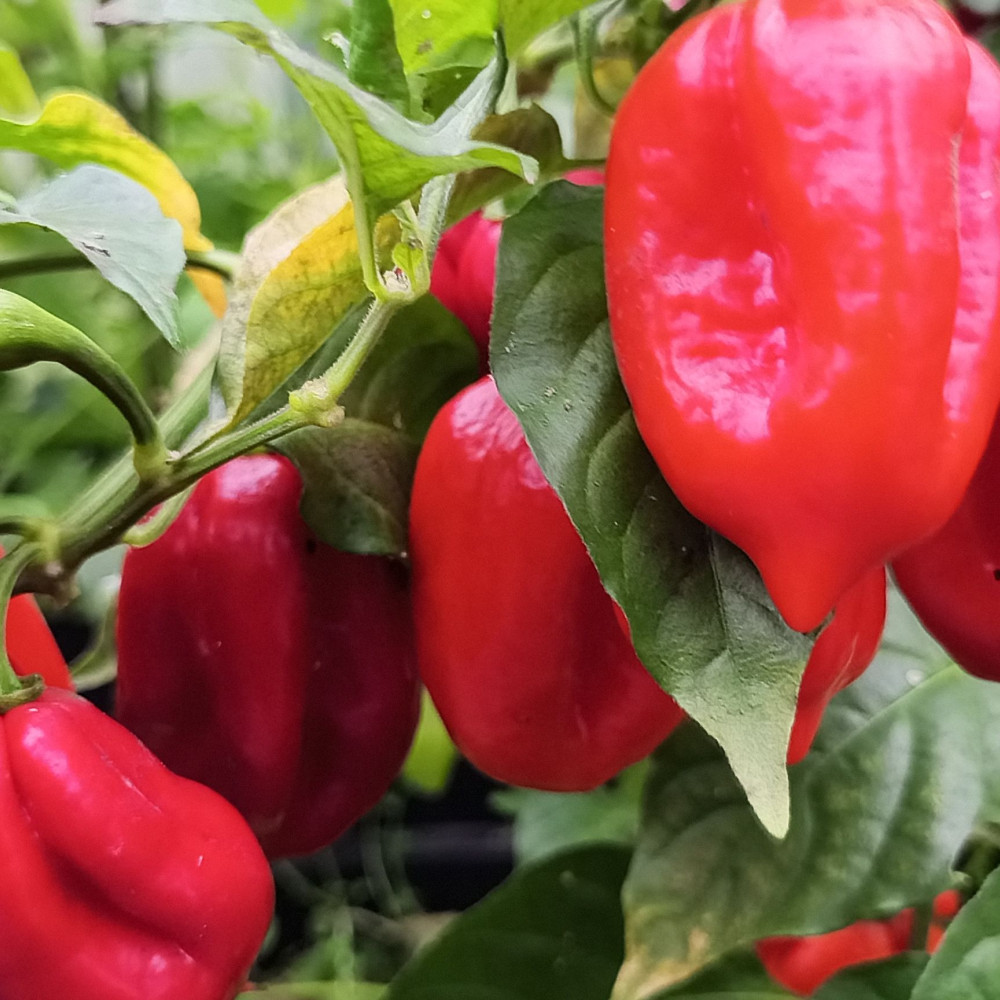 Семена острого перца Habanero Calita red-1