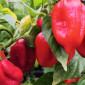 Семена острого перца Habanero Calita red