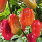 Семена острого перца Habanero Calita red