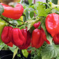Семена острого перца Habanero Calita red