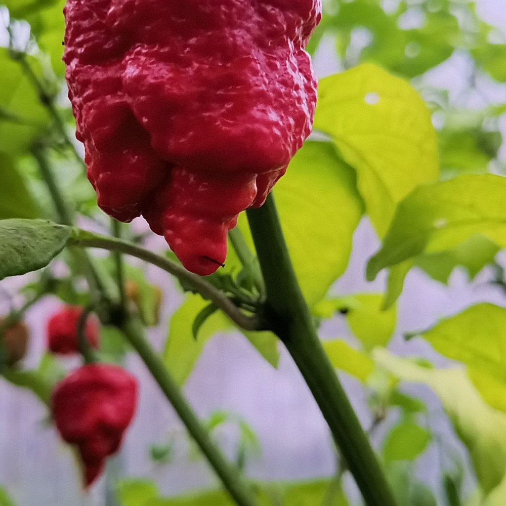 Семена острого перца Superhot Beast