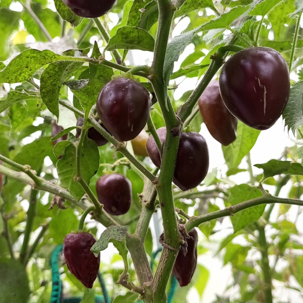 Семена острого перца Brown Egg