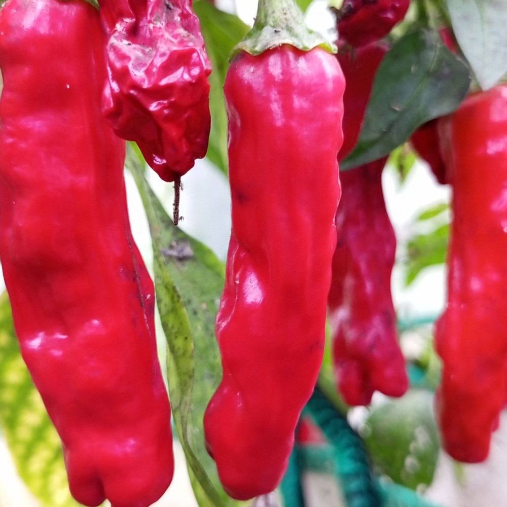 Семена острого перца Shishito-1