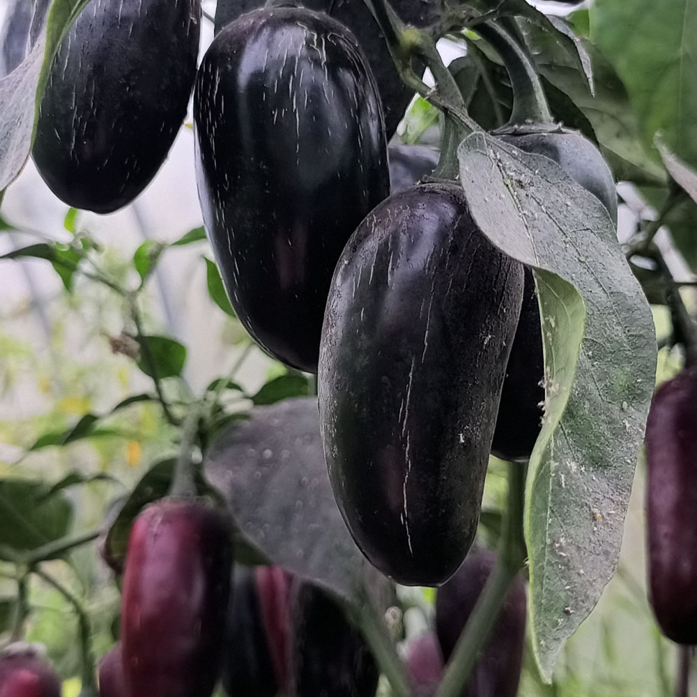 Семена острого перца Black Maroccan-2