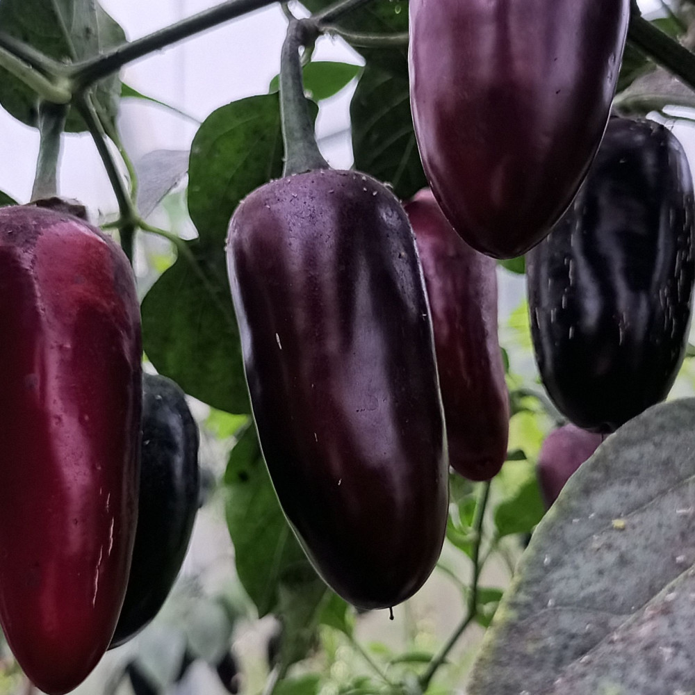 Семена острого перца Black Maroccan-3