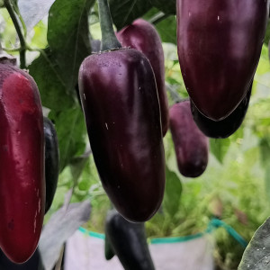 Jalapeno Black Maroccan